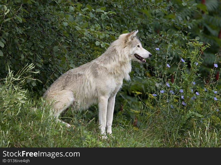 Wolf  in summer, in west island of Montreal. Wolf  in summer, in west island of Montreal.