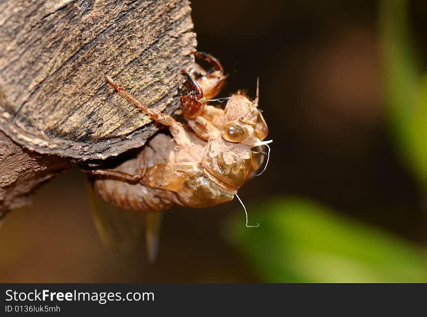 The image of the chrysalis