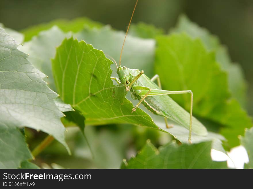 Locust on leaves