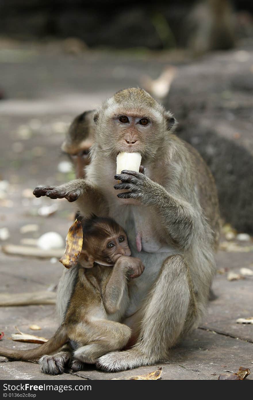 Monkeys familly in a historical park at Asia. Monkeys familly in a historical park at Asia