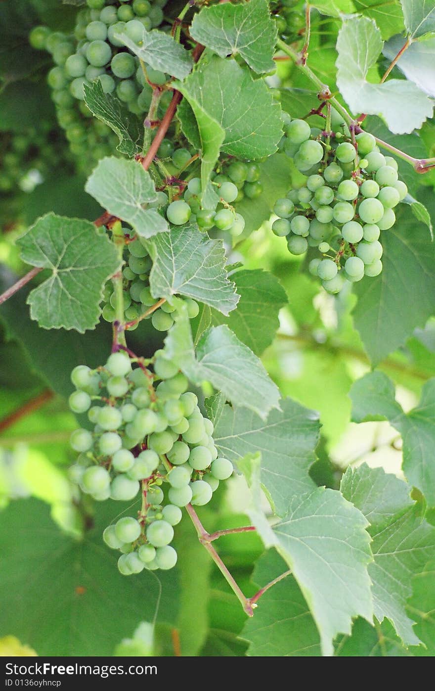 Green vine. Scanned from film