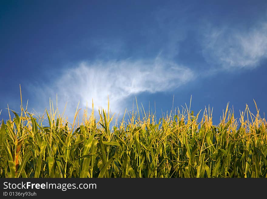 A cornfield with bright blue sky. A cornfield with bright blue sky