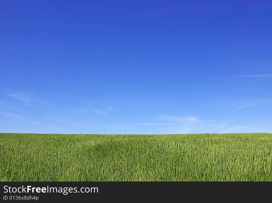 Early summer corn with a blue sky background. Early summer corn with a blue sky background