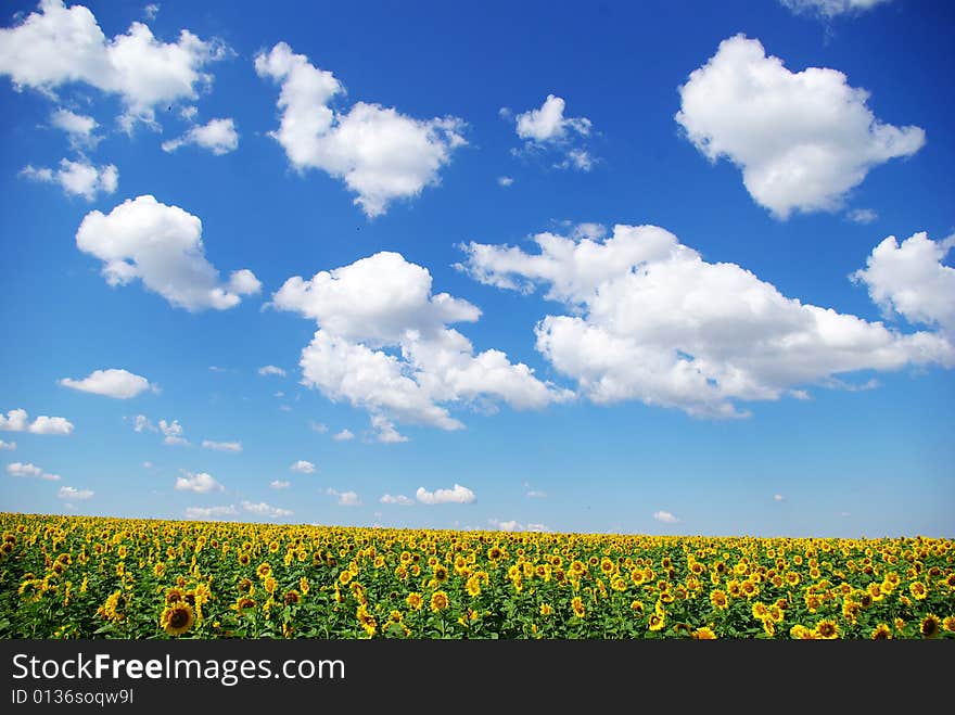 Sunflower field over cloudy blue sky