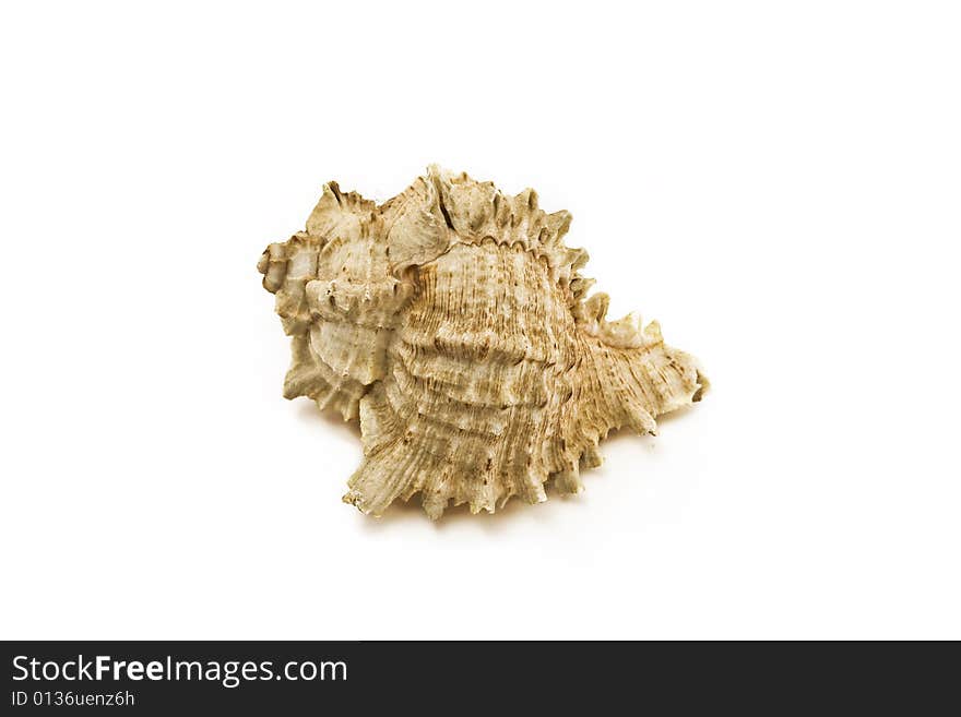 Sea shell