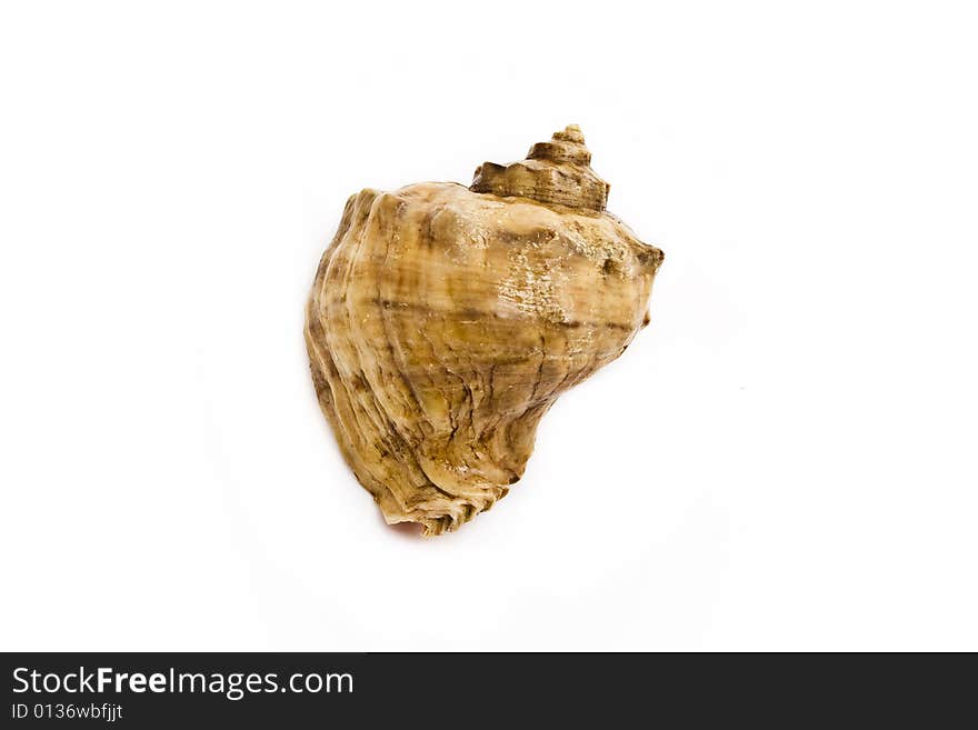 Sea shell isolated on white background