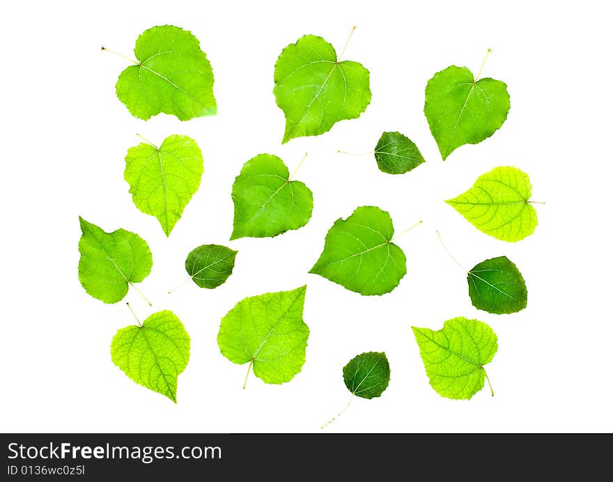 Leaves isolated on white background