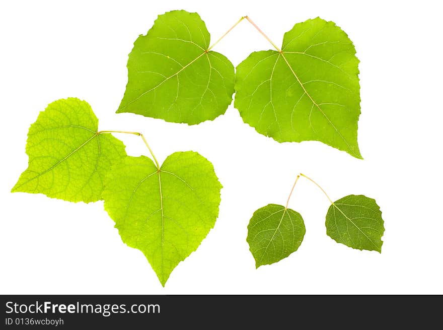 Leaves isolated on white background