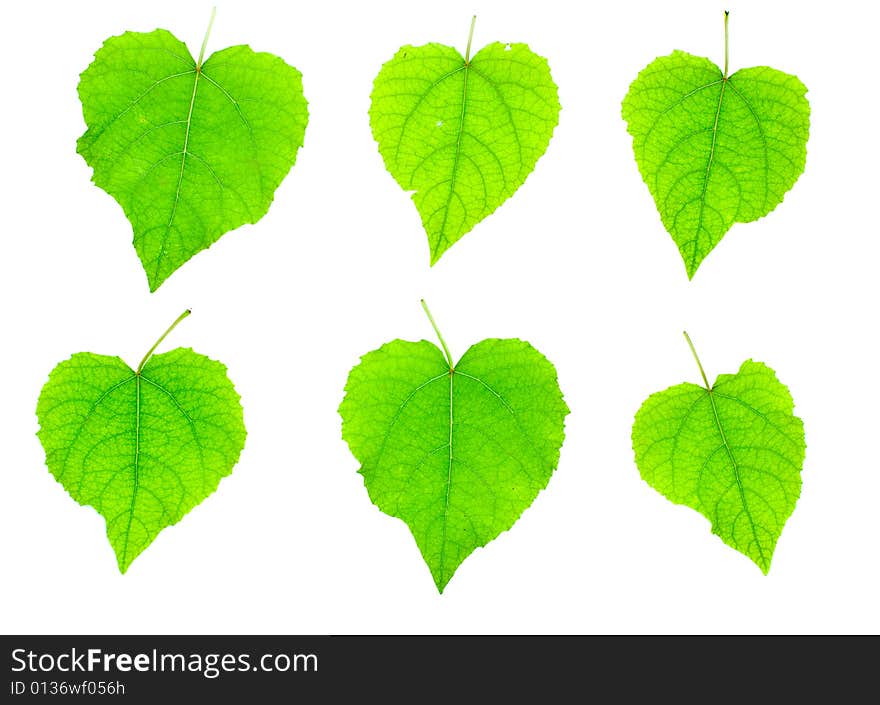 Leaves isolated on white background