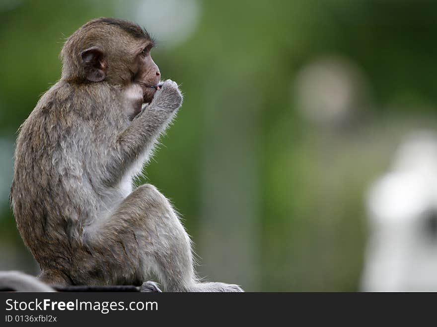 A smart monkey in a historical park at Asia