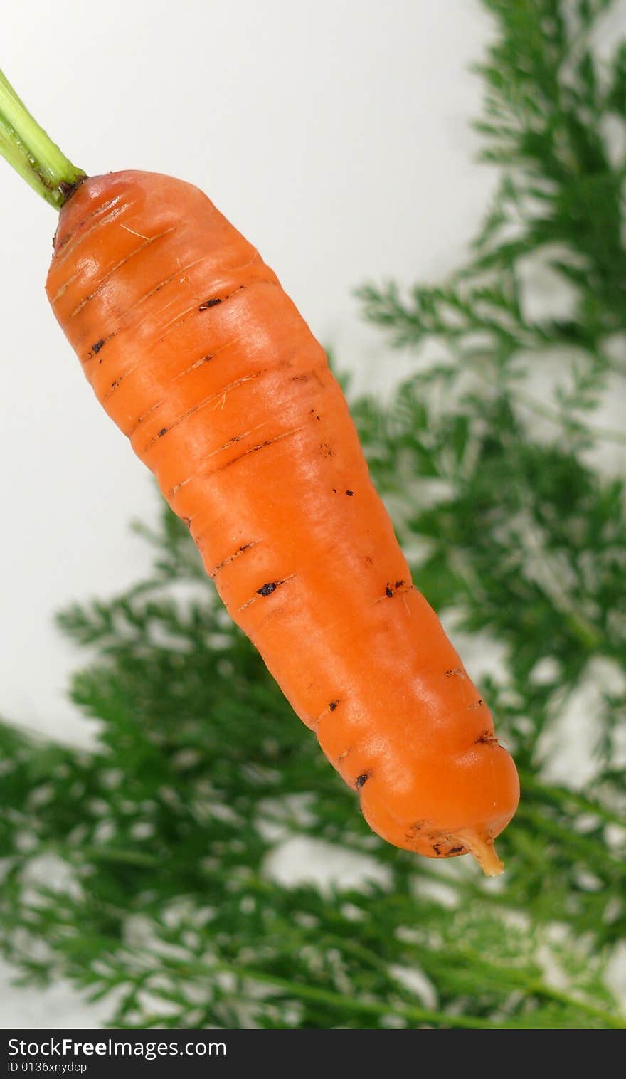 Carrot