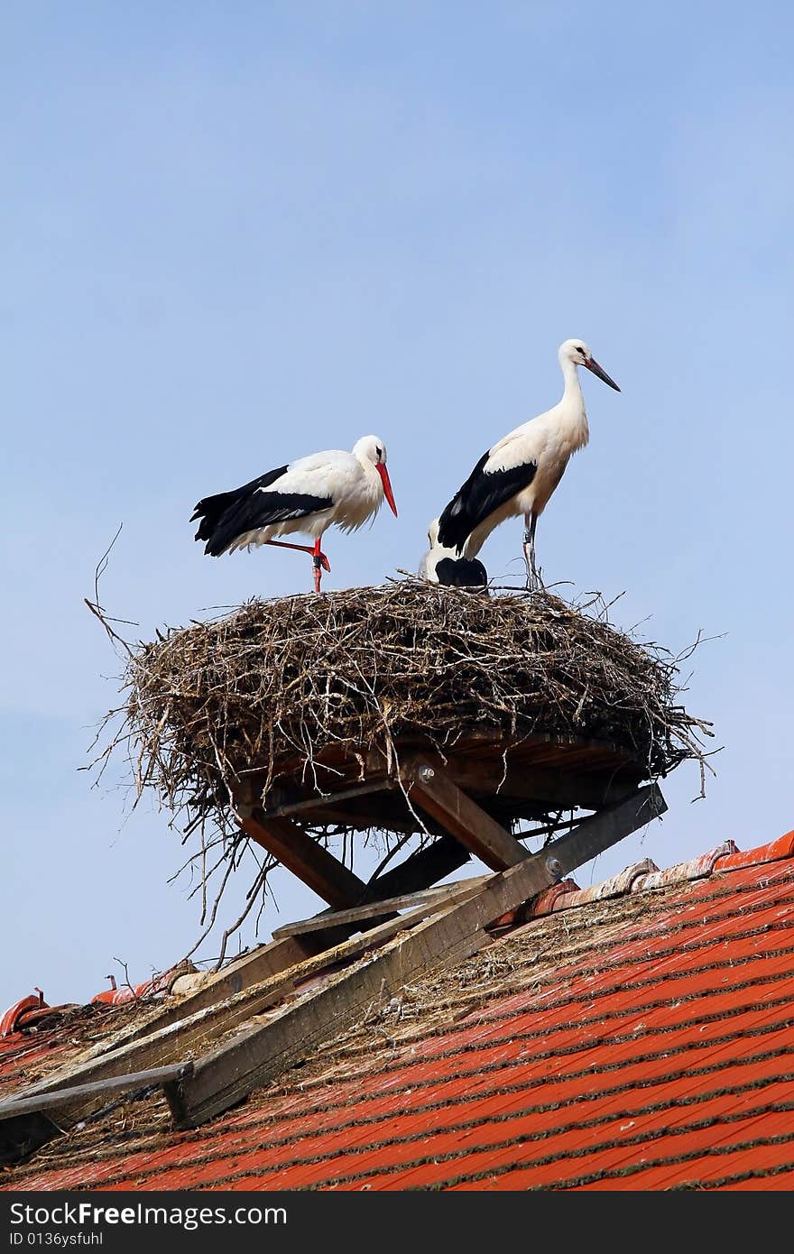 Storks-nest