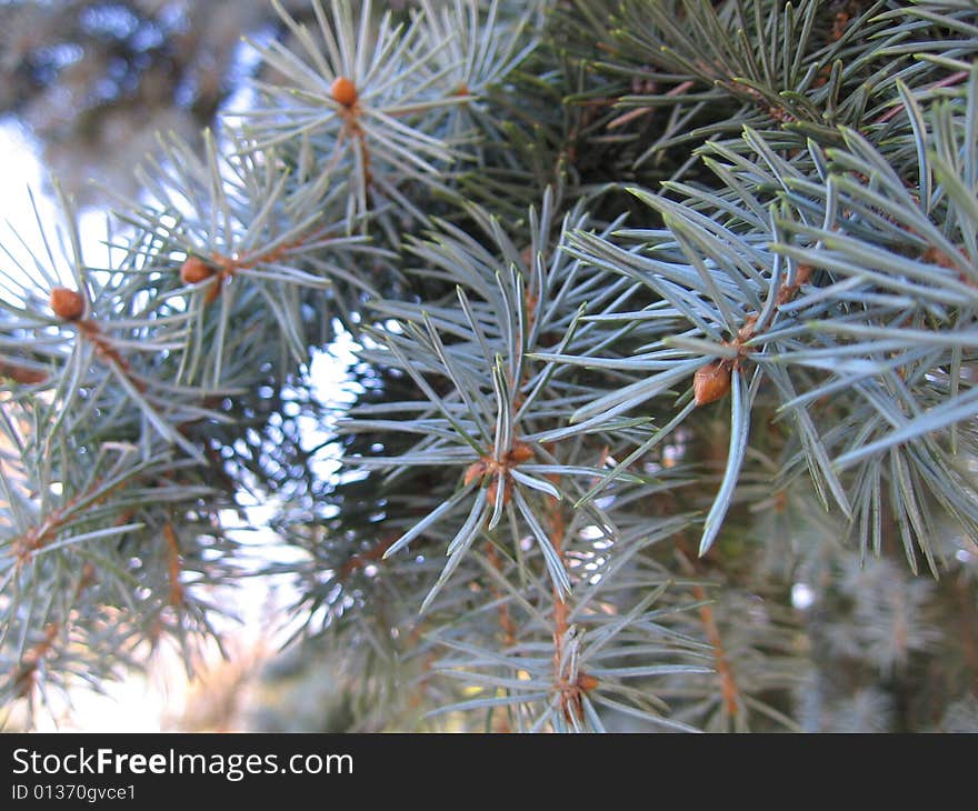 Blue spruces