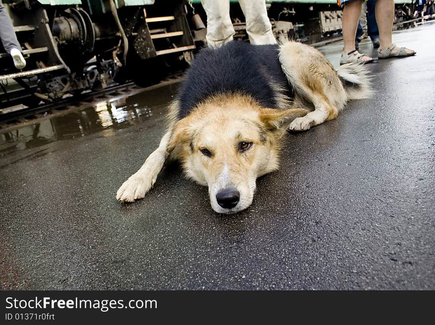 Homeless dog on railway station