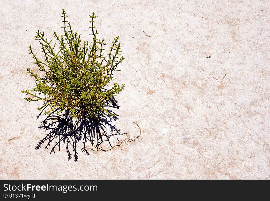 Green plant on dry ground. Green plant on dry ground