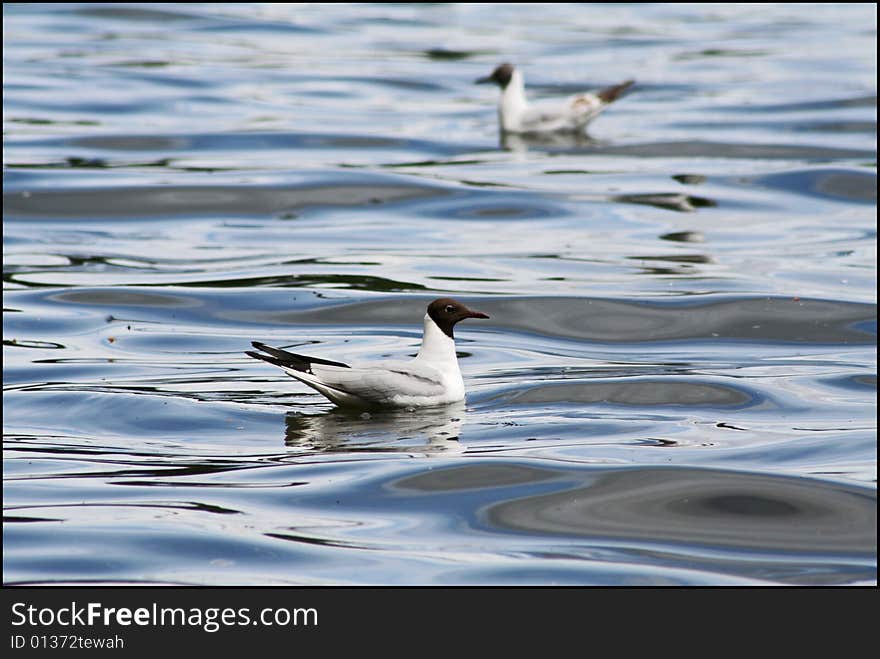 Ducks on water