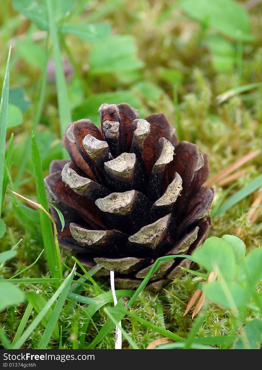 The fir cone lies on a green grass