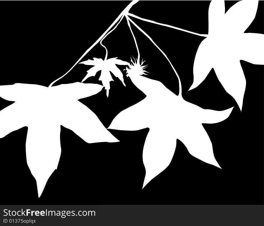 Silhouettes of lliquidambar eaves, black on white. Silhouettes of lliquidambar eaves, black on white