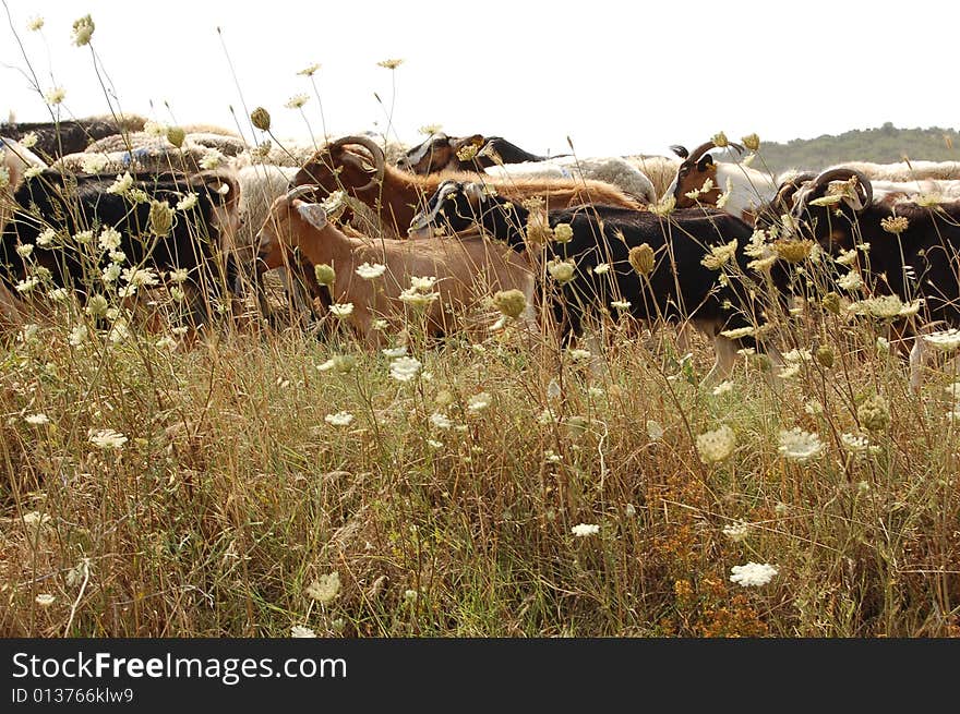 Herd of sheep are returning from the fields in the evening. Herd of sheep are returning from the fields in the evening.