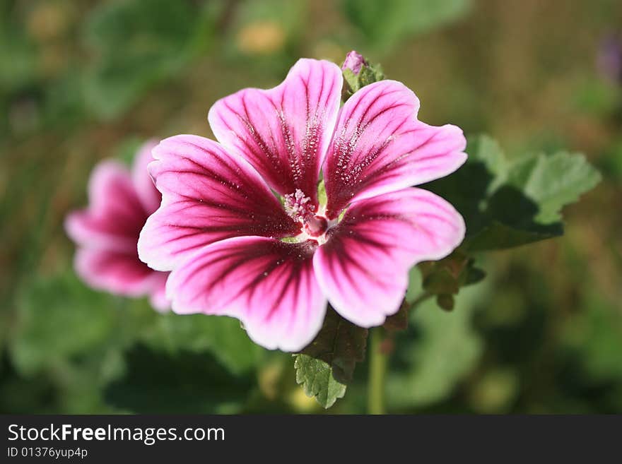 Red Flower