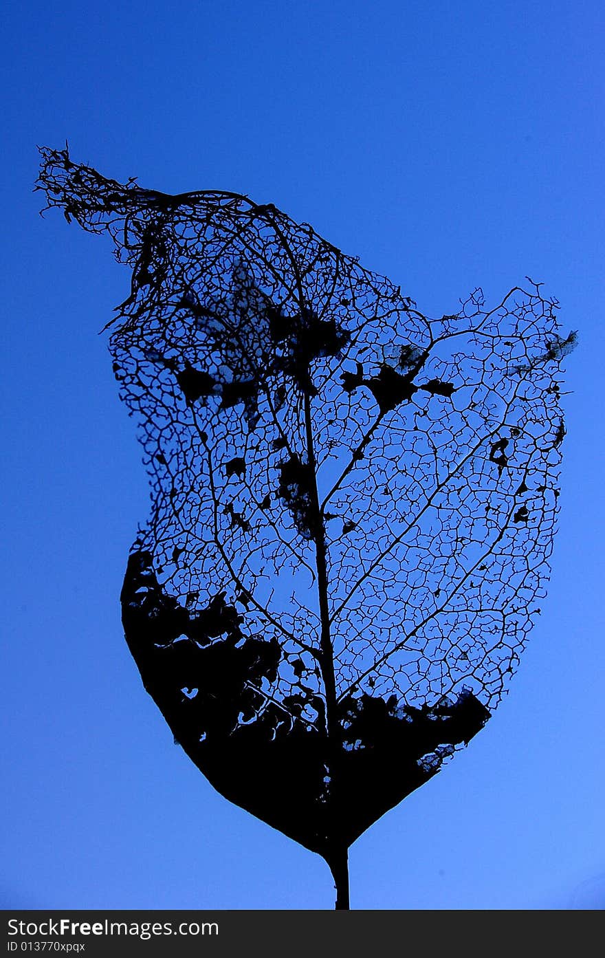 Skeleton Leaf