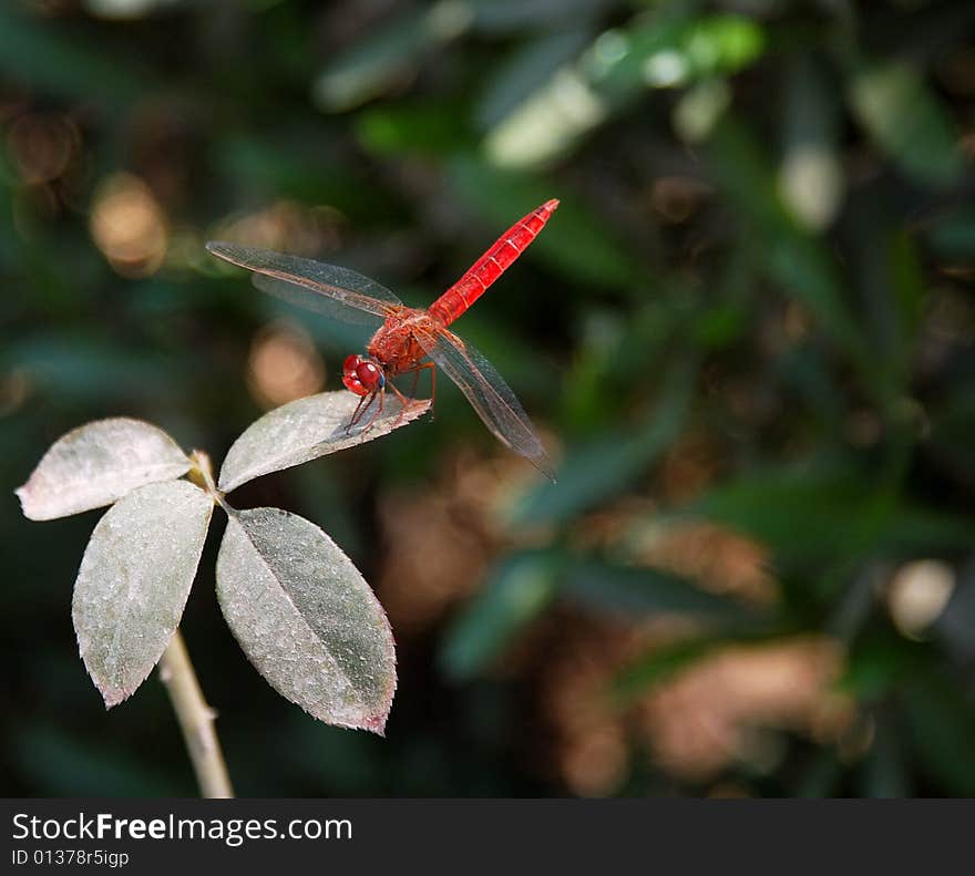 An image of a red dragaonfly hovering over a leaf. An image of a red dragaonfly hovering over a leaf.