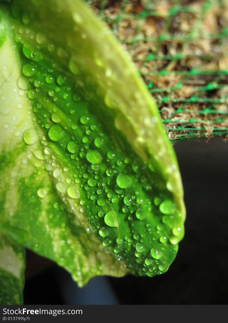 Watered leaf after rain n macro