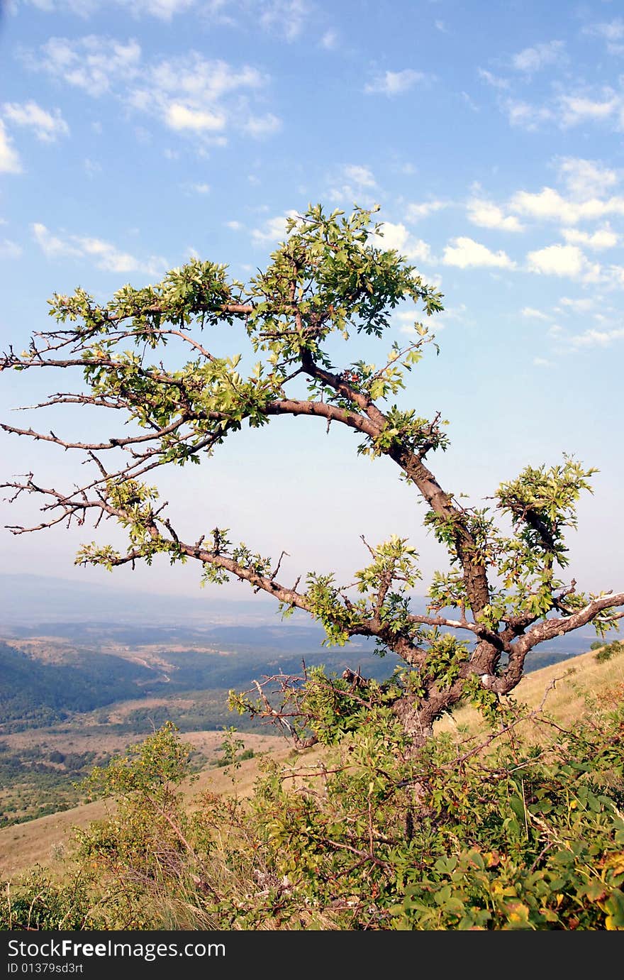Twisted tree on Rtanj mountain
