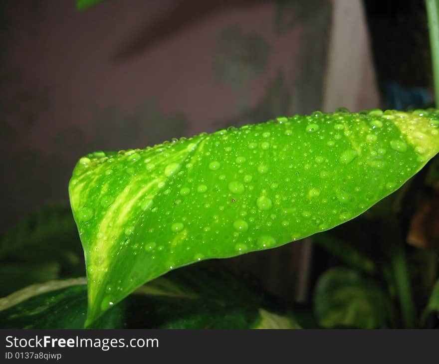 Watered leaf of monyey plat..