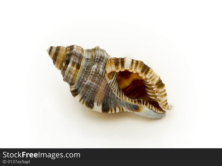 Sea shell