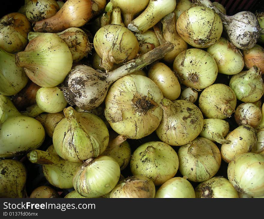 Onion and Garlic on a dark background. Onion and Garlic on a dark background