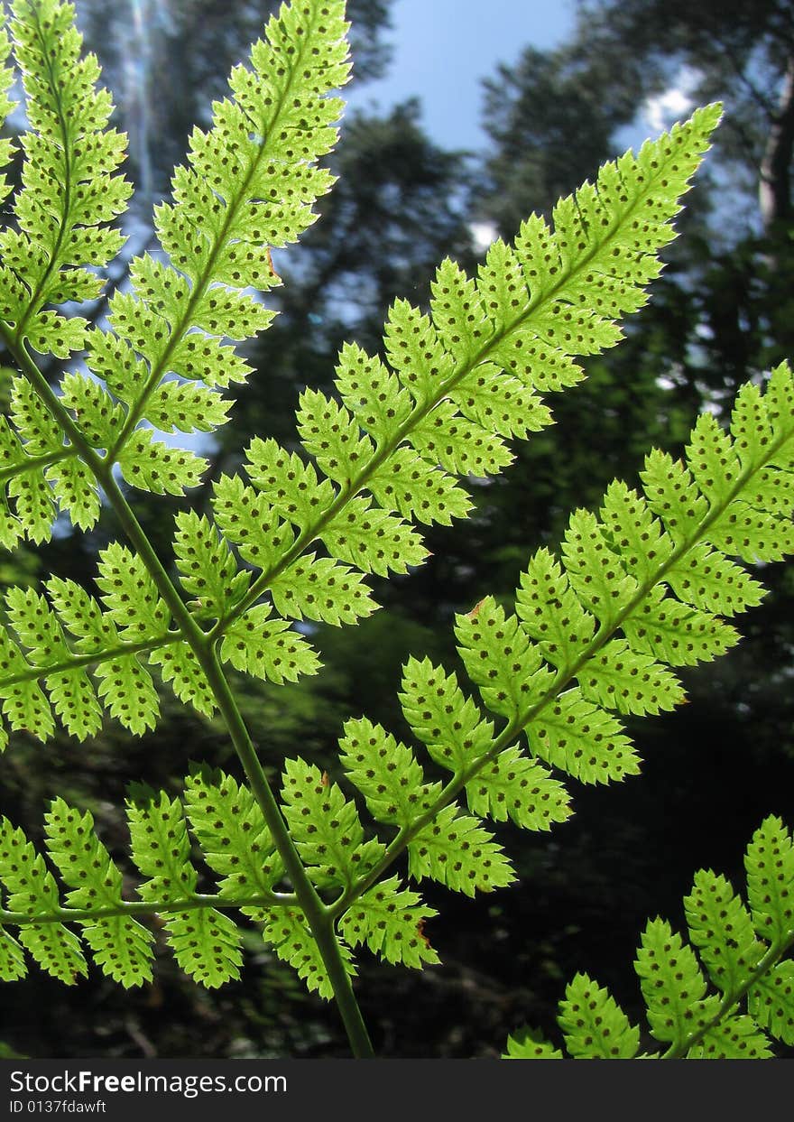 Fern in forest in summer sun