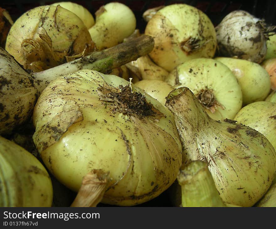 Onion and Garlic on a dark background. Onion and Garlic on a dark background