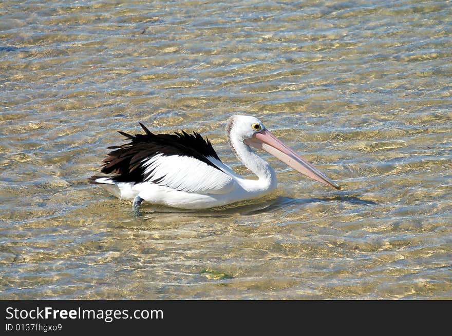 Australian Pelican is my first australian subject