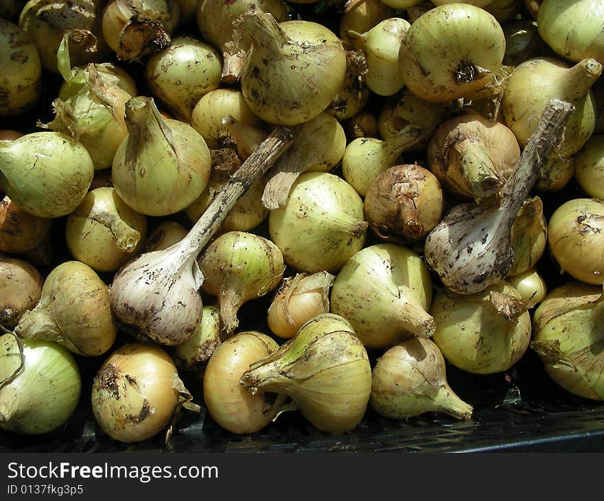 Onion and Garlic on a dark background. Onion and Garlic on a dark background