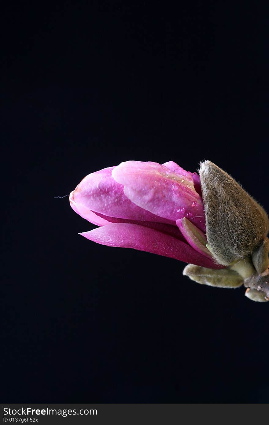 Bulb of magnolia flower close-up on the black. Bulb of magnolia flower close-up on the black