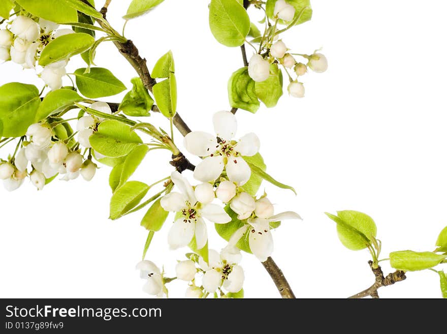 Beautiful flower isolated on white background.