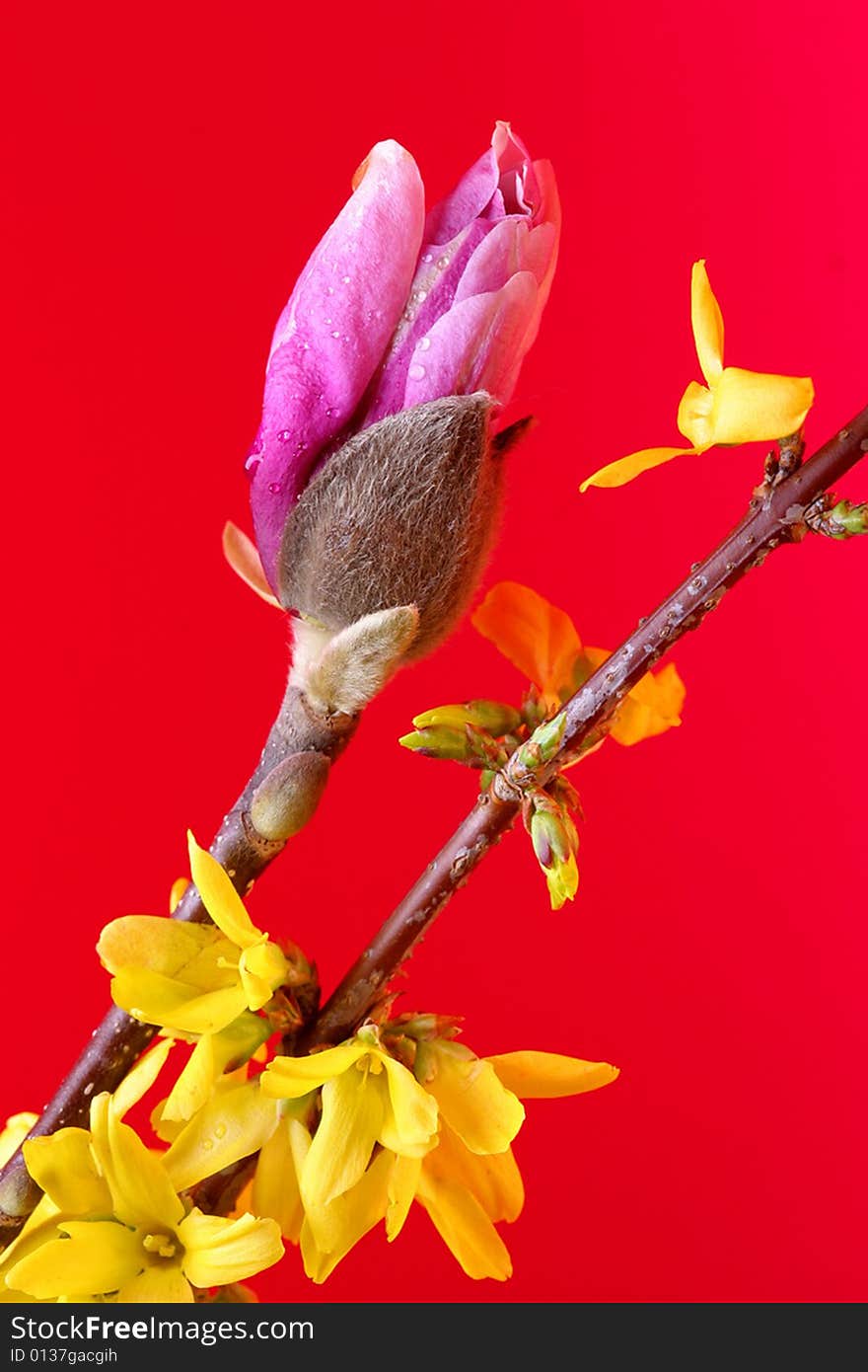 Bulb of magnolia flower close-up on the red background. Bulb of magnolia flower close-up on the red background