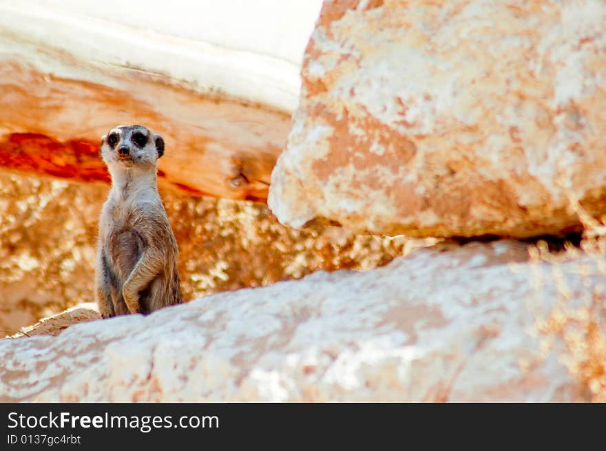 These gregarious animals are often seen in groups, and several families may live together in a large community. These gregarious animals are often seen in groups, and several families may live together in a large community.