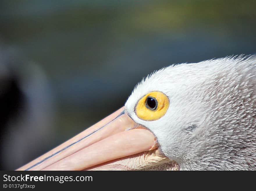 Australian Pelican Eye