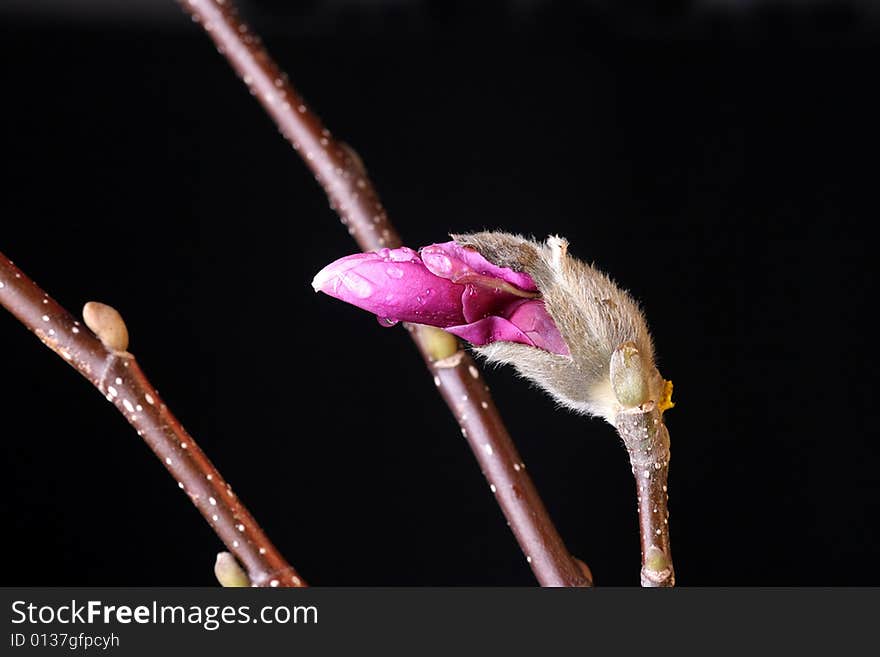 Magnolia bulb