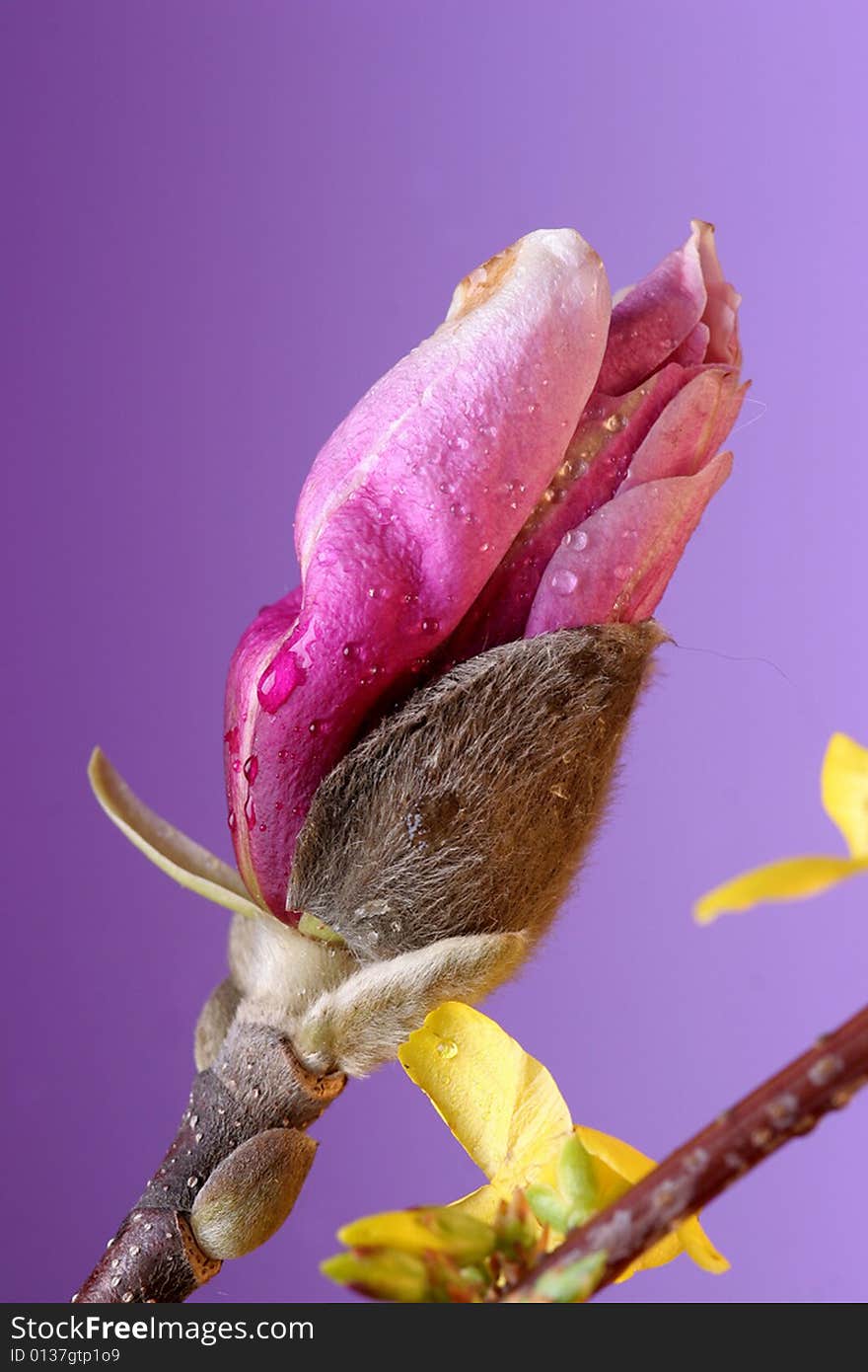 Bulb of magnolia flower close-up on the lila background. Bulb of magnolia flower close-up on the lila background