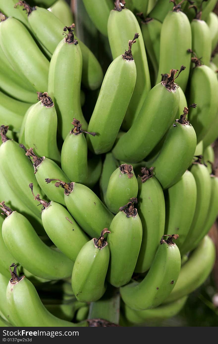 Green Bananas