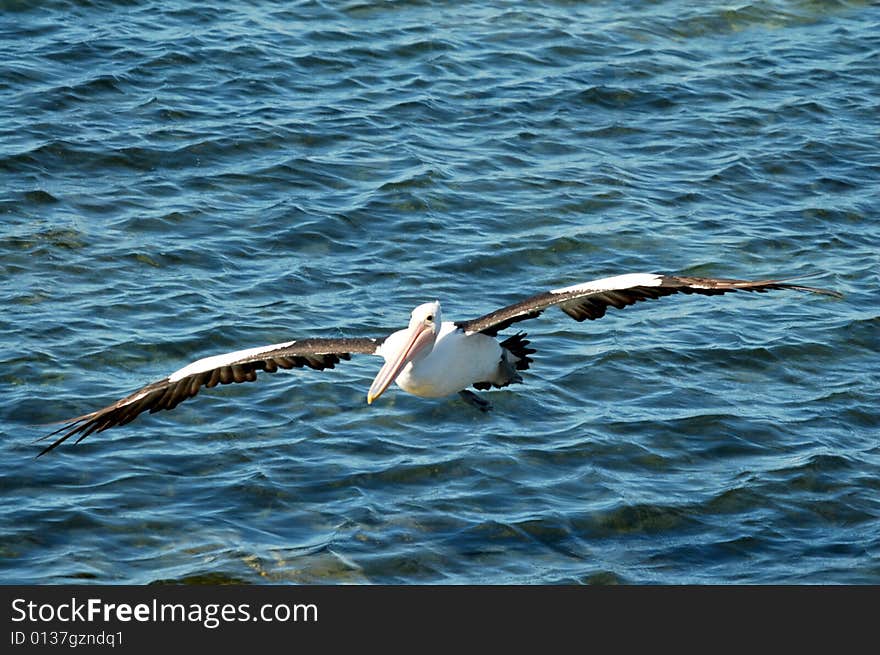 Flying Australian Pelican