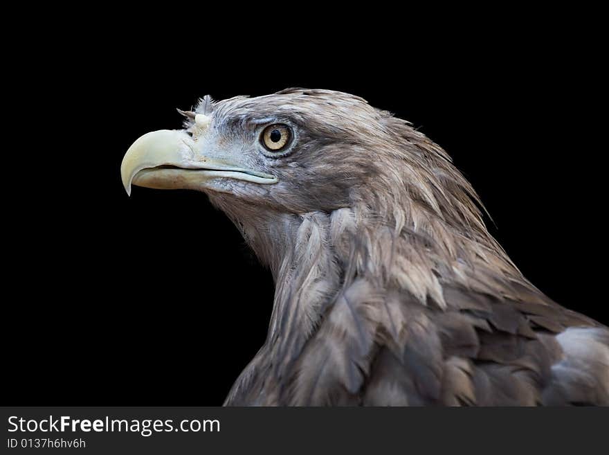 Bird of prey. Zoo in Lipetsk. Russia