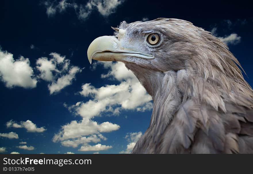 Bird of prey. Zoo in Lipetsk. Russia