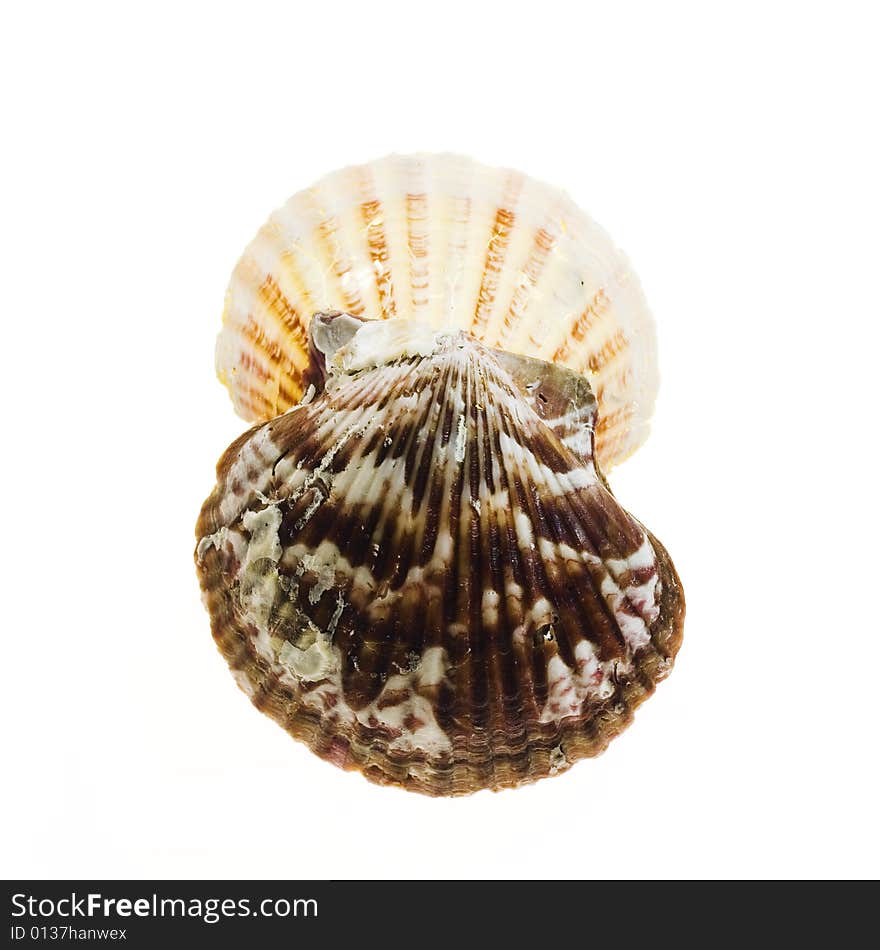 Seashells isolated on white background