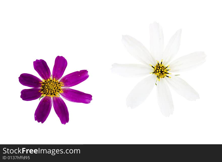 Beautiful flower isolated on white background. Beautiful flower isolated on white background.