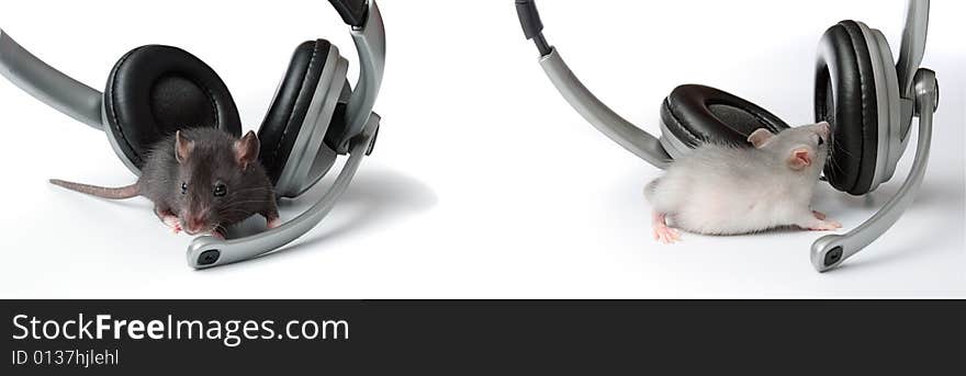 Two rat with headphones on a white background. Two rat with headphones on a white background