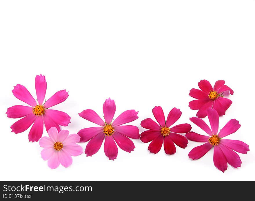 Fresh red and pink flowers lay on a white background.